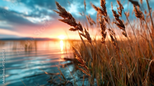 Golden sunlight illuminating reeds by a tranquil lake, creating a picturesque scene of nature's beauty during sunset that invites peace and reflection.
