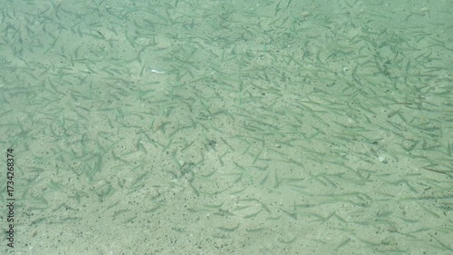 Under transparent tropical waters, a small fish gracefully swims above the sandy bottom of the ocean. A calm environment demonstrates the beauty of marine diversity.