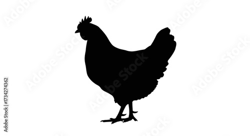 Solid black silhouette of a domestic farm hen standing in a side profile view.
