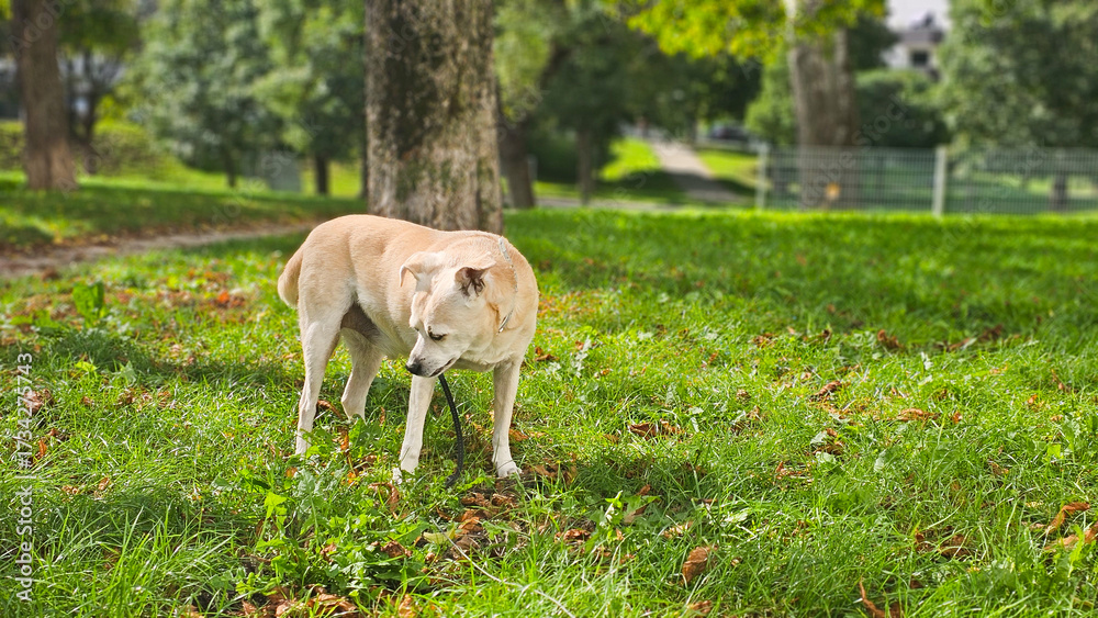 Fototapeta premium Hund im Park an der Leine 