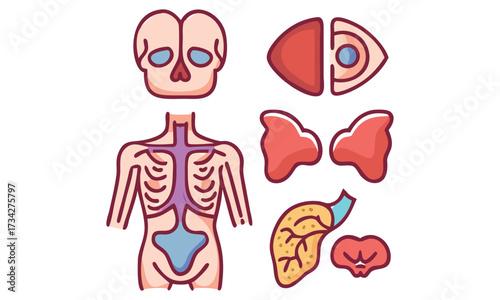 Human Anatomy Internal Organs and Body Systems