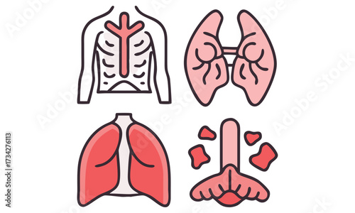 Human Anatomy Internal Organs and Body Systems