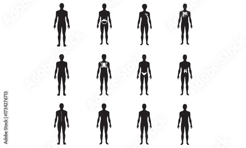 Human Anatomy Internal Organs and Body Systems
