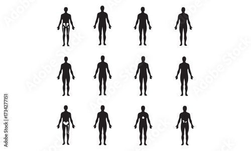Human Anatomy Internal Organs and Body Systems