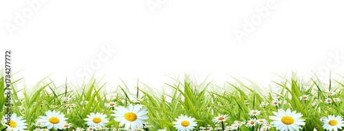 White camomiles