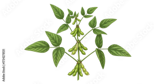 Isolated crop of soybean plant showing leaves, green pods, and beans ready for harvest