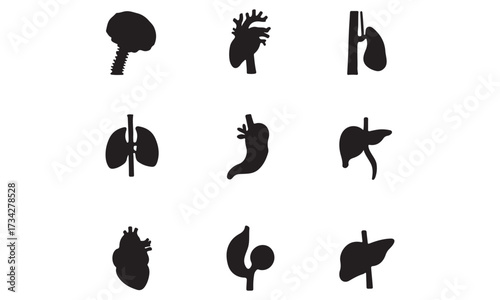 Human Anatomy Internal Organs and Body Systems