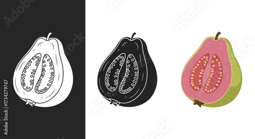 Hand Drawn Guava Fruit Vector Illustration Set in Color and Monochrome Styles