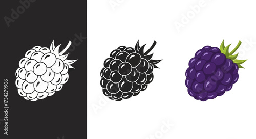 Blackberry Fruit Vector Icon Set in Stylized Color and Monochrome Graphic Styles