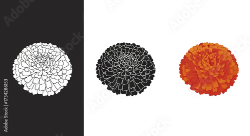 Detailed Marigold Flower Vector Illustration Set in Color Silhouette and Line Art Styles