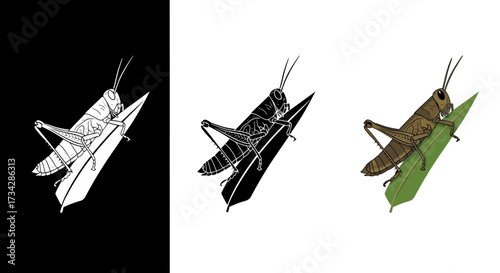 Realistic Grasshopper Insect Vector Illustration Set in Color and Monochrome Styles