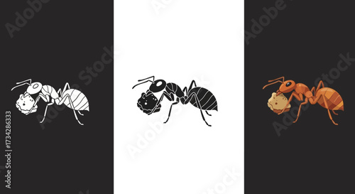 Ant Insect Vector Illustration Set with Color Silhouette and Outline Styles
