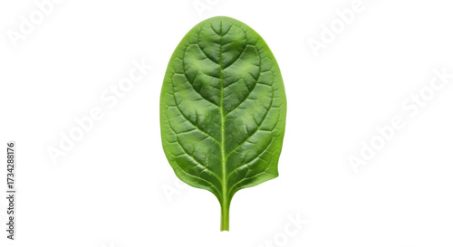 Isolated fresh green spinach leaf close-up food ingredient for culinary use, organic produce