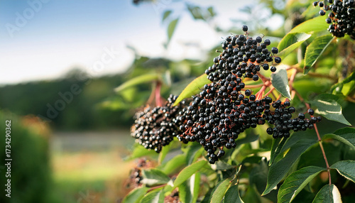 Lush Black Elderberry Clusters On A Bush Amid Summer