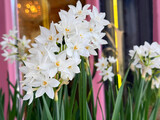 Daffodils narcissus paperwhite spring white flowers.