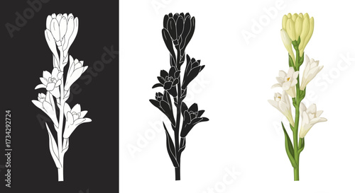 Botanical Tuberose Flower Vector Illustration Set with Realistic and Textured Silhouette Styles