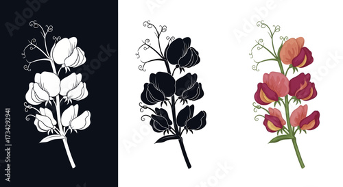 Botanical Sweet Pea Flower Vector Illustration Set with Color Silhouette and Hand Drawn Styles