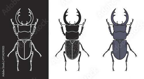 Stag Beetle Vector Illustration Set in Modern Line Art Silhouette and Flat Color Styles