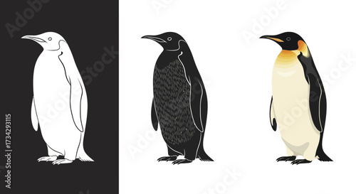 Realistic Emperor Penguin Vector Illustration Set in Color Line Art and Monochrome Styles