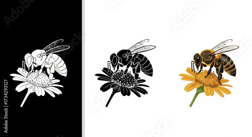 Honeybee Pollinating Flower Vector Illustration Set in Realistic Color and Stylized Stencil Styles