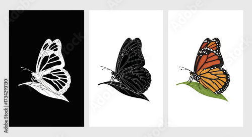 Monarch Butterfly Vector Illustration Set in Realistic Color Silhouette and Line Art Styles
