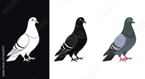 Pigeon Bird Vector Illustration Set in Color Monochrome and Outline Styles