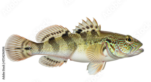 Isolated colorful fantail darter freshwater fish with detailed patterns, side profile, body