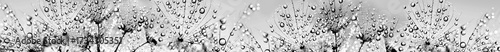 Panel kuchenny z motywem Dandelion seeds covered in morning dew drops captured in sepia tones with delicate natural details