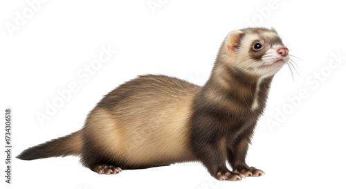 Schilderij op canvas Isolated ferret sitting and looking up in a cute and curious way on a seamless b