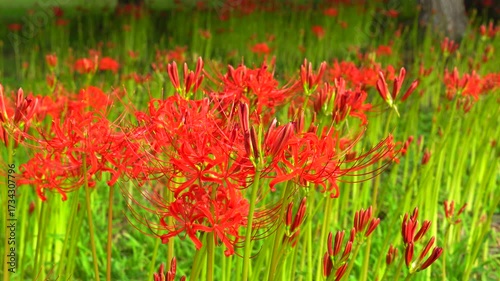 鮮やかな彼岸花