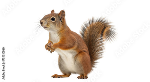 Isolated Eurasian Red Squirrel standing up curious, ready to eat holding nuts in paws