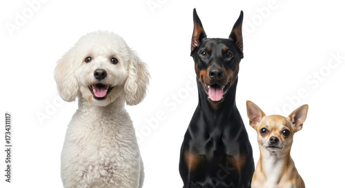 Photography Isolated dog group portrait, three diverse pets smiling on a neutral backdrop, c