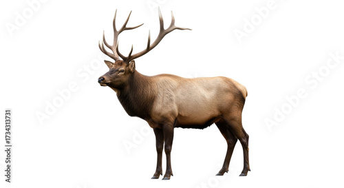 Canvas Print Isolated Bull Elk Standing at Attention, Wild Animal with Magnificent Antlers, M
