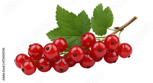 Photography Isolated shiny red currant berries hanging on a twig with green leaves, vitamin