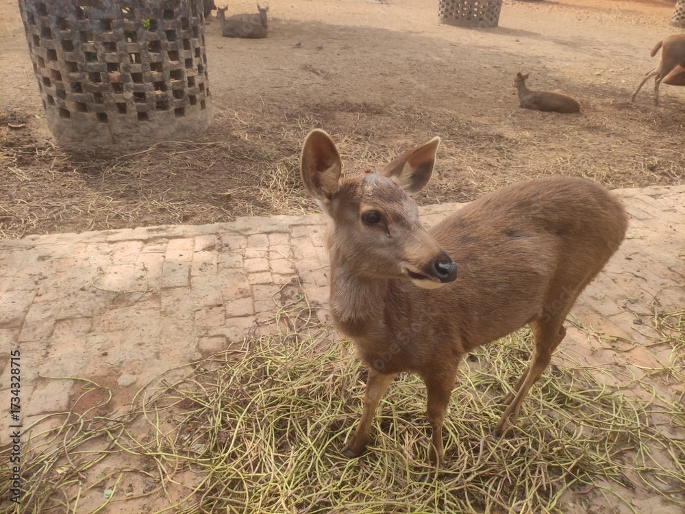 Fototapeta premium deer in the park