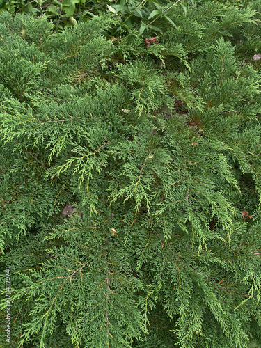 close up of pine needles