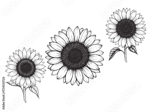 Sunflower Vintage Engraved Autumn Plant Illustration Thanksgiving Isolated Vector