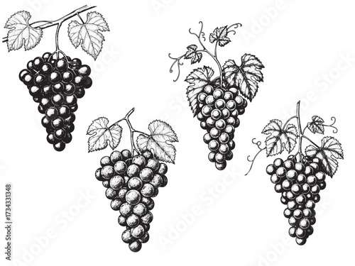 Grapes Cluster Vintage Engraved Fruit Illustration Thanksgiving Isolated Vector