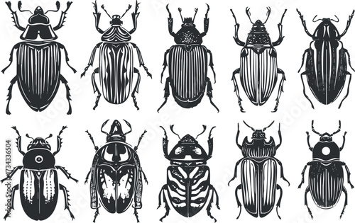 A collection of detailed black and white illustrations of various beetle species showcasing their unique features..