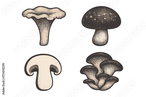 Assortment of different mushroom species including chanterelle, button, and oyster fungi in a classic stippled style