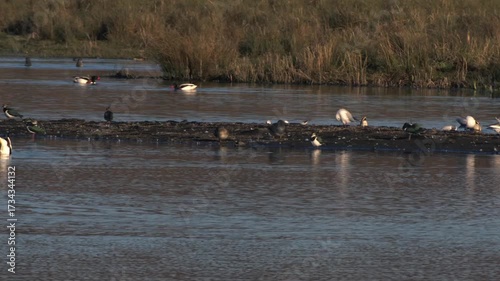 Gulls gather on lake side
