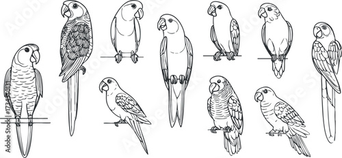 A collection of stylized line art illustrations of various bird species perched on branches..