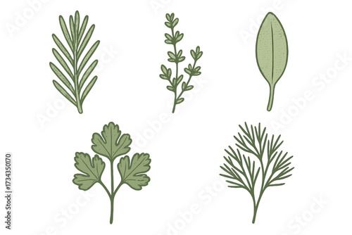 Fresh green culinary herbs and aromatic spices like rosemary, thyme, sage, parsley, and dill for cooking and seasoning