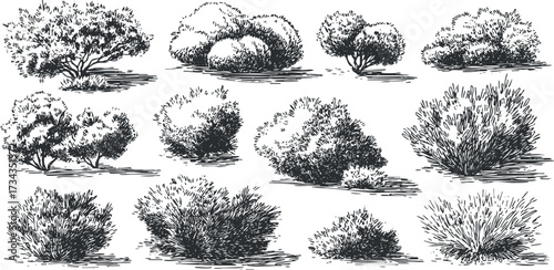 Illustration of various types of bushes and shrubs suitable for landscaping and nature designs..