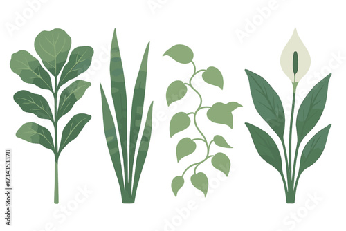 Assortment of popular green houseplants including fiddle leaf fig, snake plant, trailing vine, and peace lily botanical elements
