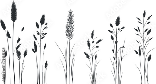 Silhouette illustration of various grass and plant species in black and white..
