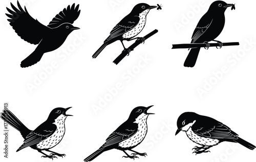 Bird vector illustration collection showing flying, perched, singing, and feeding poses, black and white artistic wildlife graphic design set