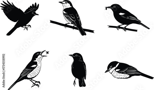 Black bird silhouette vector illustration set featuring flying, perched, singing, feeding, resting, insect catching, wildlife nature design artwork