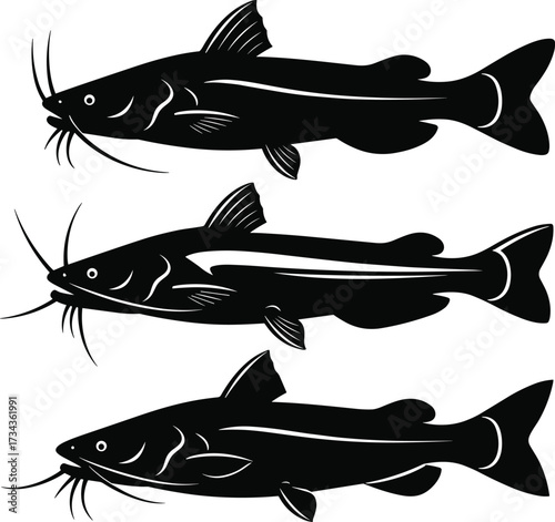 Catfish silhouette set, black and white vector, aquatic species, whiskered fish, side profile, freshwater illustration, anatomy drawing, fishing icon