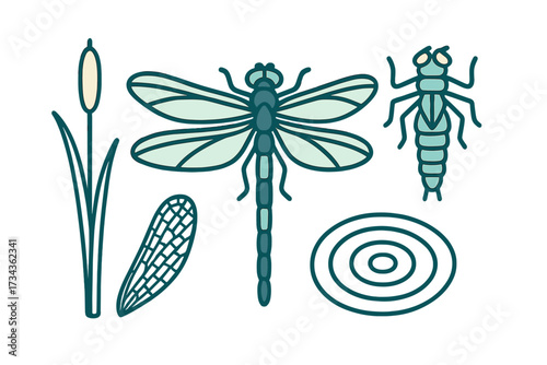 Dragonfly life cycle elements with adult insect, aquatic nymph, cattail plant, and water ripples on white background